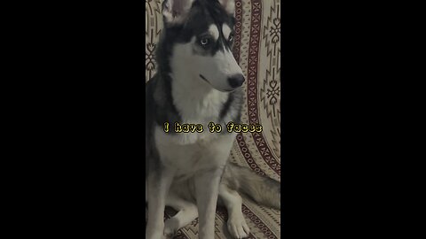 Tiger #husky