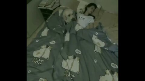 Dog Cares For Caregiver