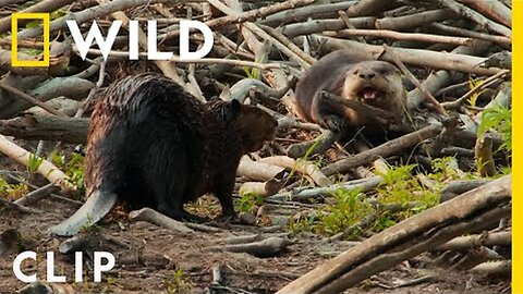 Beaver dad confronts a male otter | Voyageurs | America's National Parks