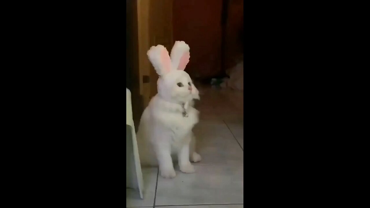 cat but🐇😂