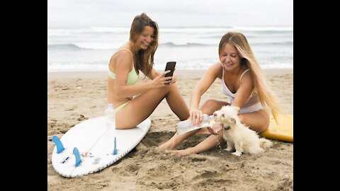 A dog playing with his friends on the beach