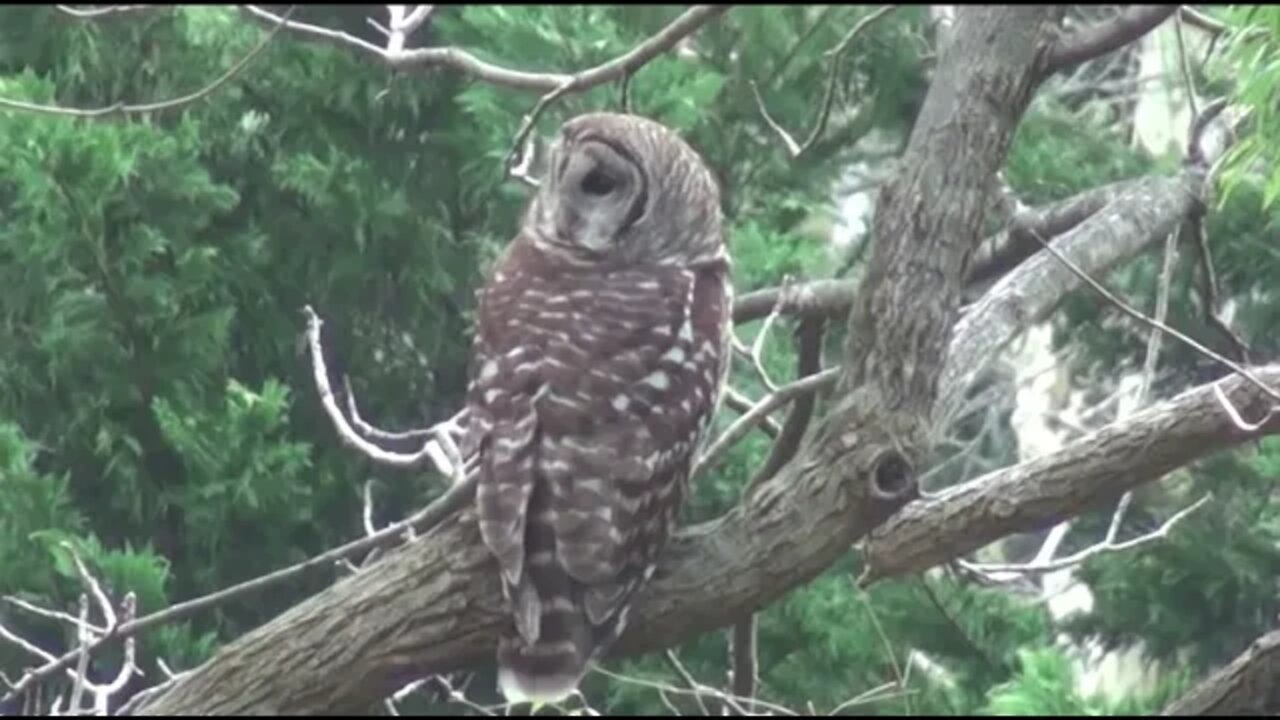 180 Degrees OWL - Daily Dose of Nature
