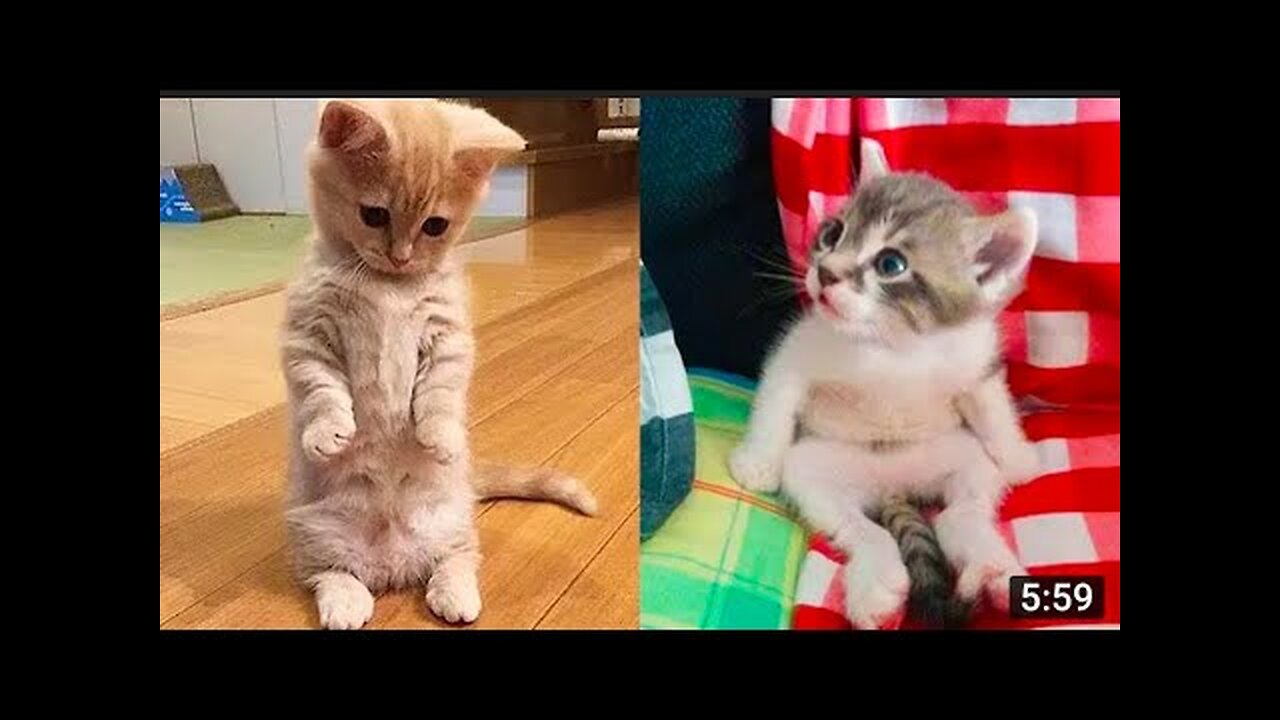 Funny Cats Compilation | Funny Animal Videos