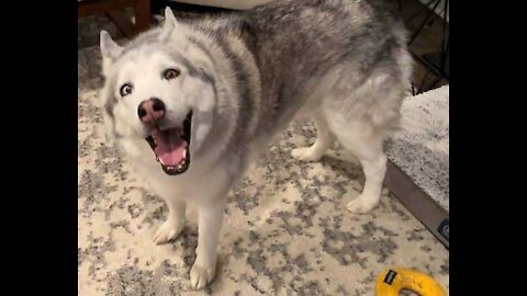 Jealous Husky Throws Puppy Out Of Bed