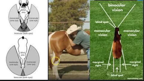 How Not To Get Kicked By A Horse Using Pressure & Release Or Advance & Retreat