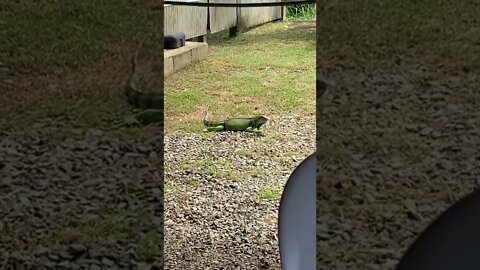 Big Lizard is back!!