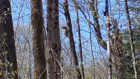 Owl in a tree