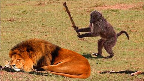 Best Funny Animal Videos of the year (2023), funniest animals ever. relax with cute animals video