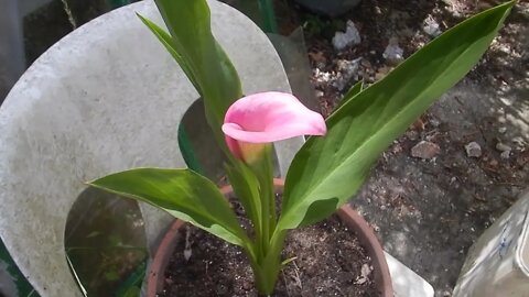 Quelle est cette fleur??