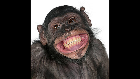 Monkeys react to magic