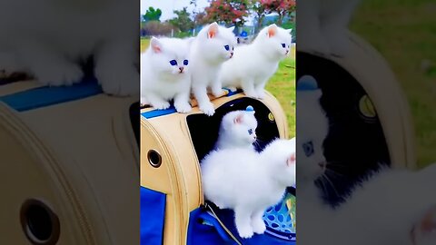 Aww Cute Cats Videos