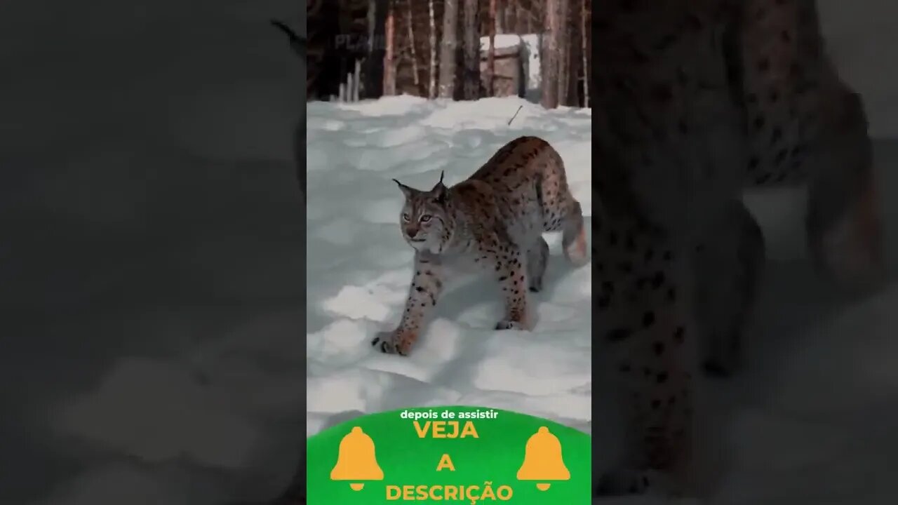 Lynx Canadense #shorts