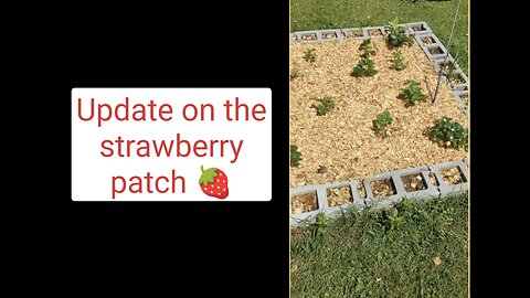 An update on the new strawberry patch 🍓