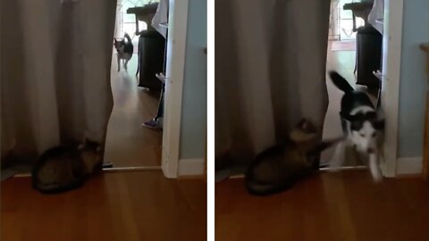 Cat Waits For Dog Patiently And Then Attacks Rapidly