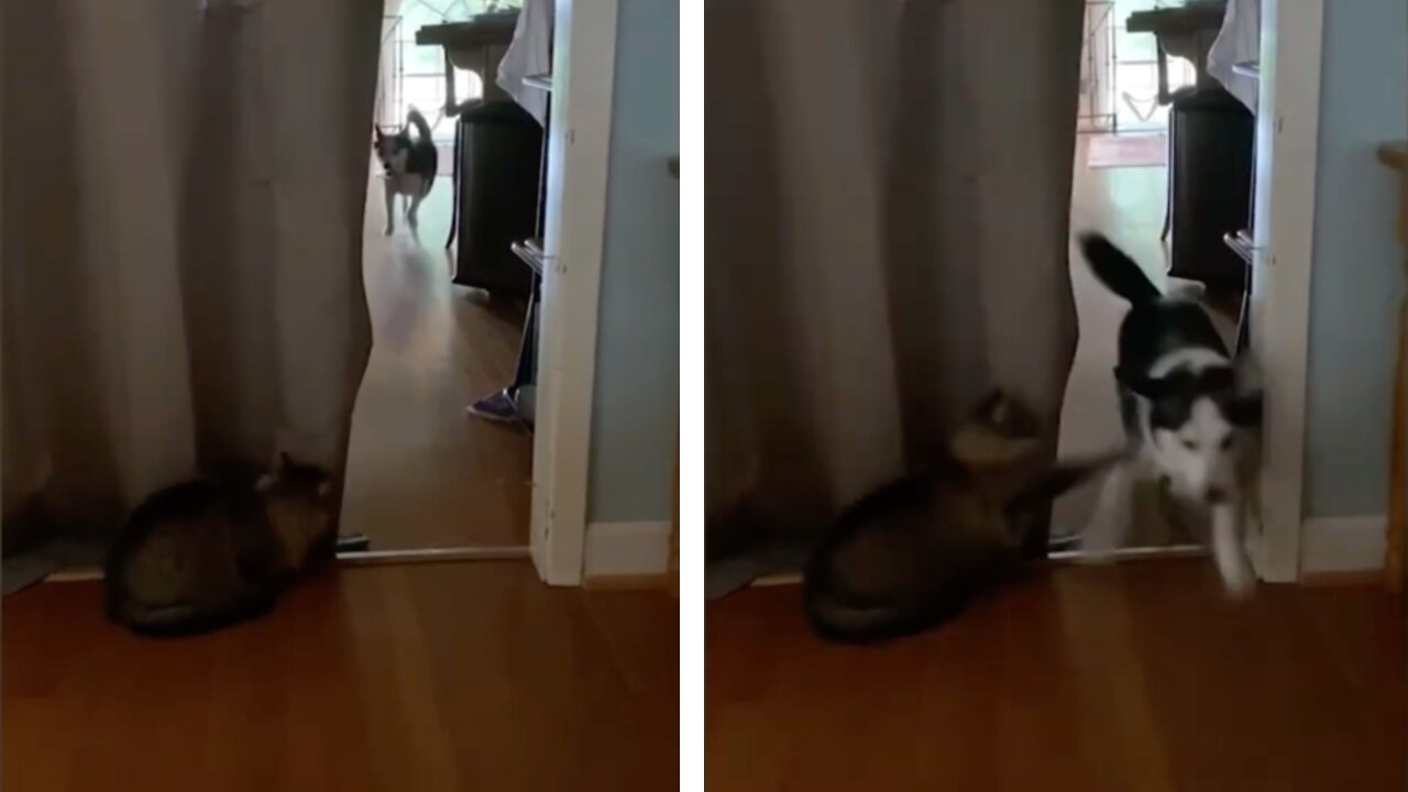 Cat Waits For Dog Patiently And Then Attacks Rapidly