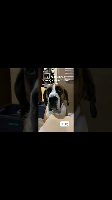 Clyde loves how cozy the woodstove is. #dog #dogs #cozy