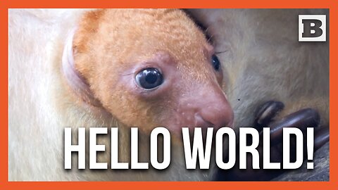 First Peek! Baby Tree Kangaroo Pokes Out of Pouch at Healesville Sanctuary