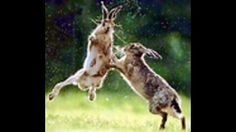 amazing fighting of animal