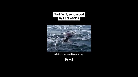 Seal family surrounded by killer whales #foryou #animals