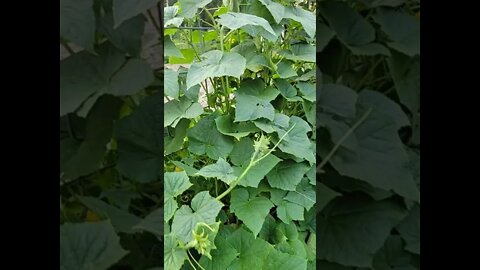 Cucumbers 🥒🥒🥒🥒🥒 trellis