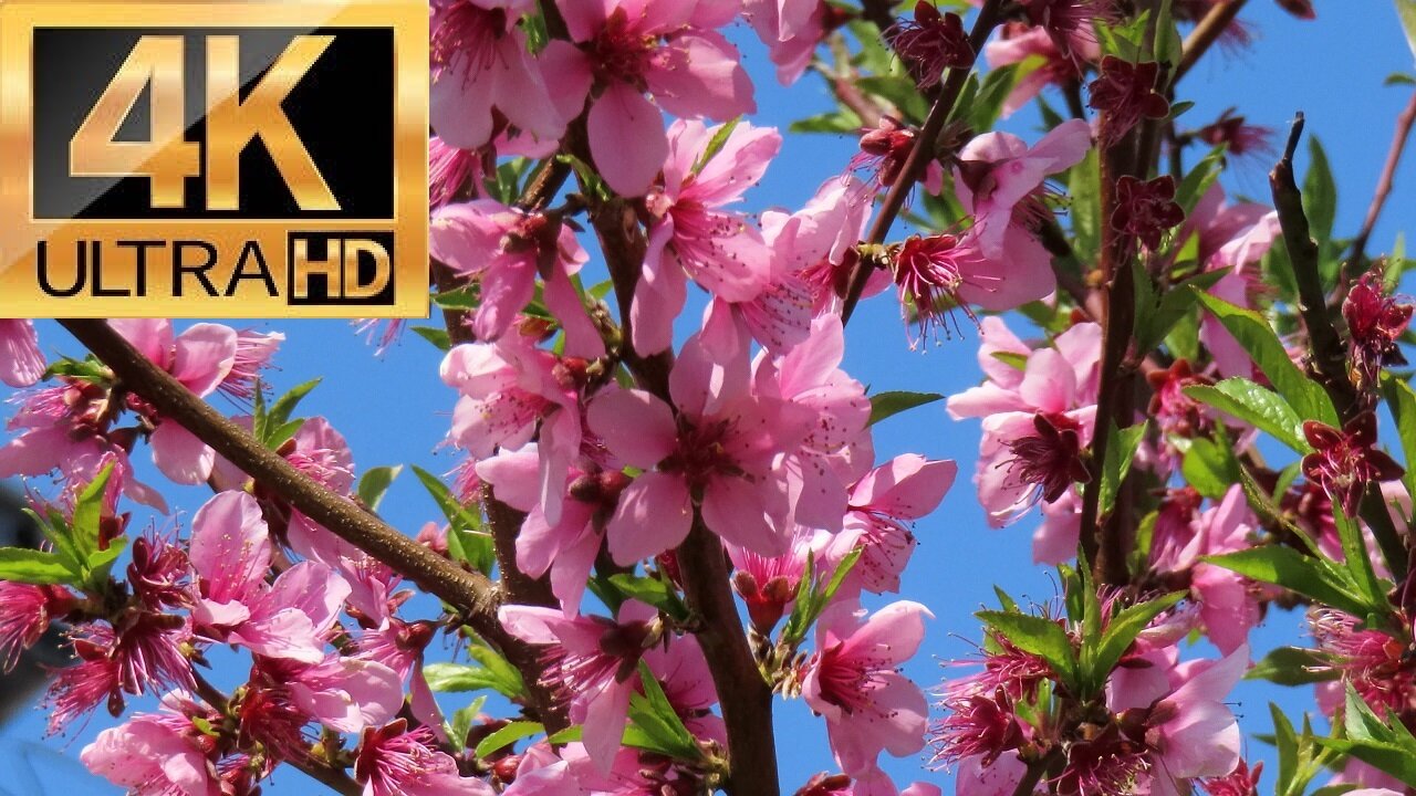 Spring Flowers in Japan in 4K