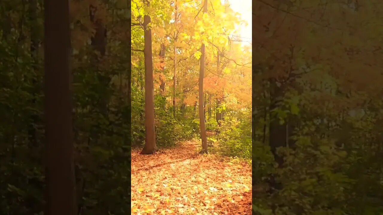 #autumn#beatifulautumn#autumncolors#amazing#nature#naturephotography#naturelovers