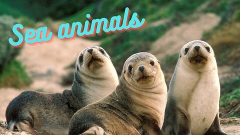 Sea animals
