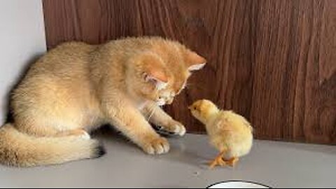 Kitten Please don't take the chicks away!I will do my best to raise the chicks.Cute animal videos