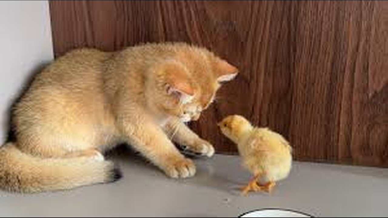 Kitten Please don't take the chicks away!I will do my best to raise the chicks.Cute animal videos