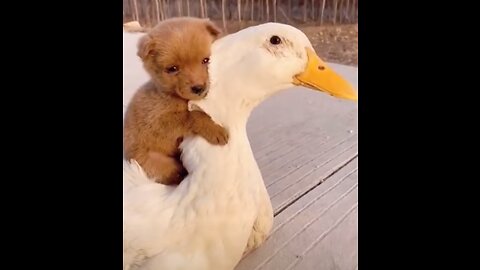 🤣Funny Dog Videos 2022🤣 🐶 #shorts #viralshorts #shortsalgorithem