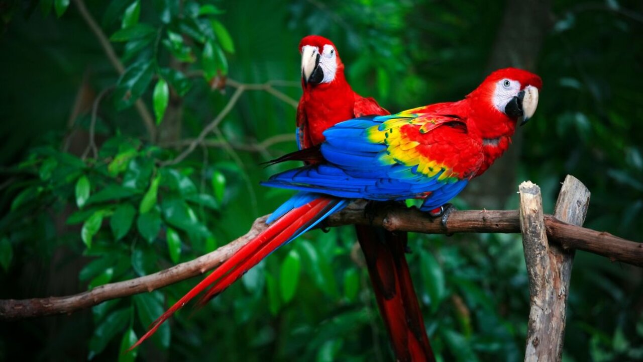 watch the red parrot playing with his cute wife