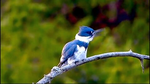 Buitifull kingfisher video