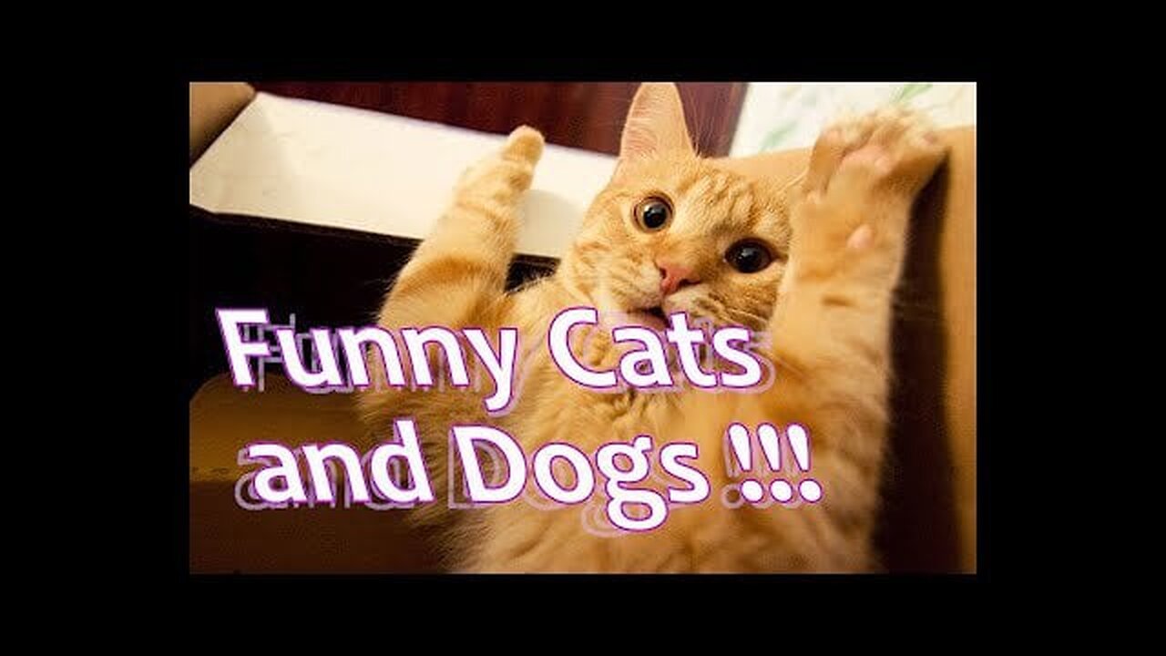 Funny dogs and cats videos, funny animal videos 2023