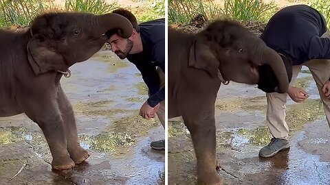 Joyful baby elephant loves playing games with this human #shorts