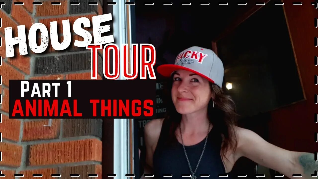 Interesting Animal Things in My House | DIY home improvements to keep pets happy!