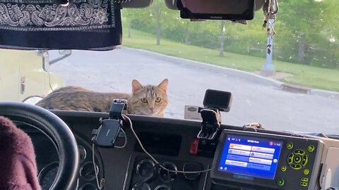 dashboard bird watching