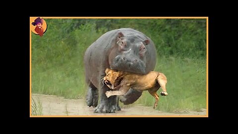 15 Merciless Animal Battles Ever Filmed