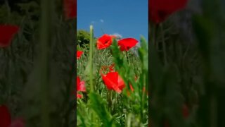 música relaxante para Meditar e Dormir