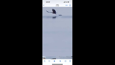 The majestic bald eagle dives for a snack on the Coosa River