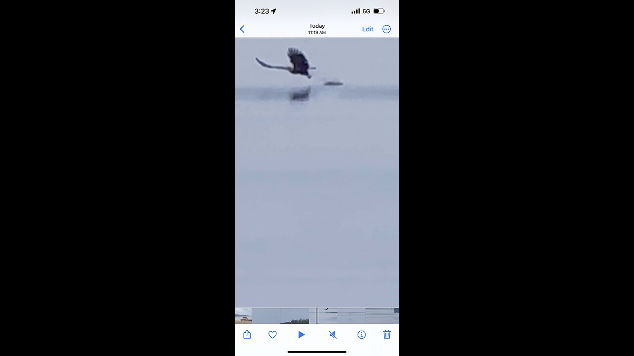 The majestic bald eagle dives for a snack on the Coosa River