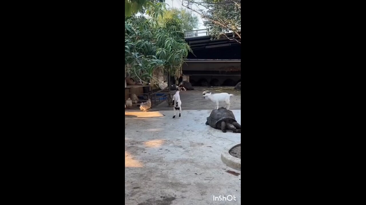 Hippopotamus Vs Goat