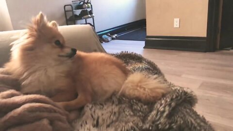 Pomeranian reacts to “Sounds that tilt dogs heads”