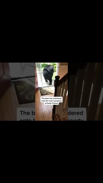 Video shows a #Connecticut man finding a #bear in his house and shooing it out the front door #news
