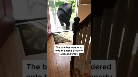 Video shows a #Connecticut man finding a #bear in his house and shooing it out the front door #news