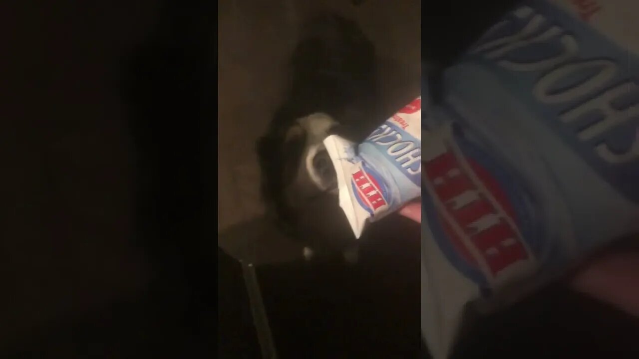 Aussie Has a Hankering For Chlorine