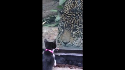Funny Animals Videos 3
