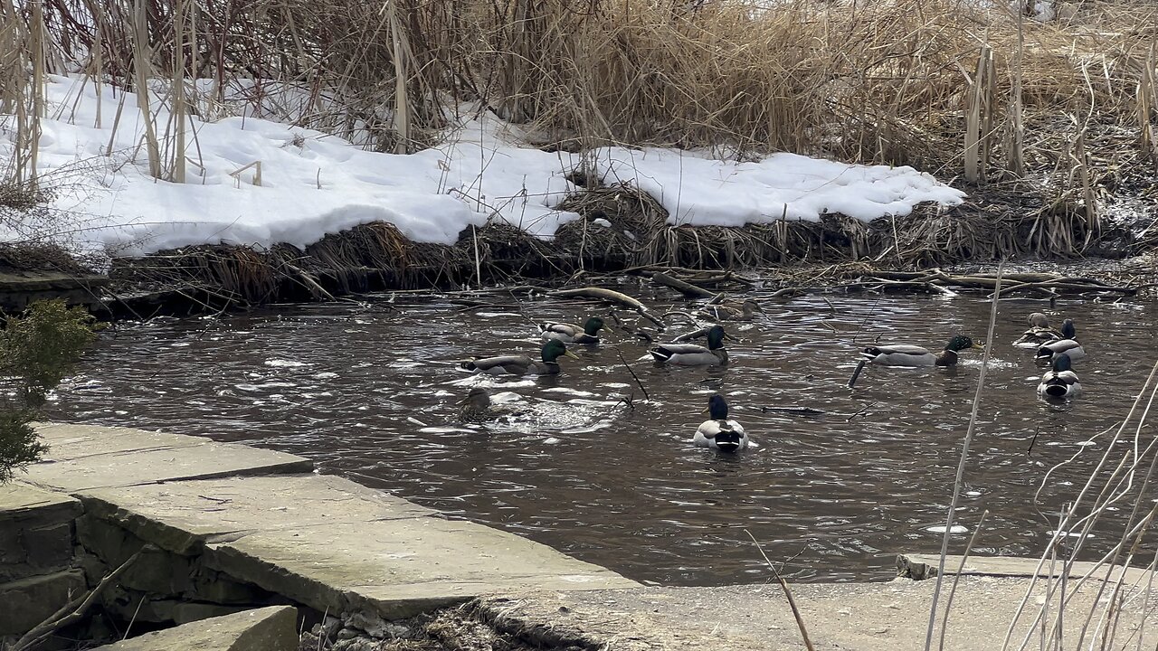 James Gardens Toronto ducks bathing