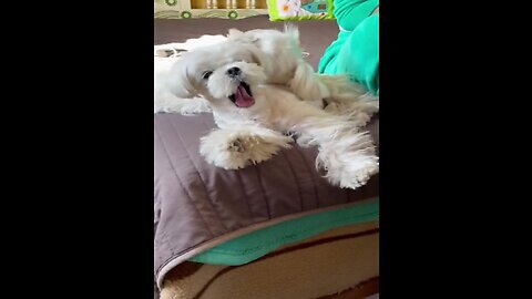 Good morning and good night 😴 dog cute moment funny little puppy