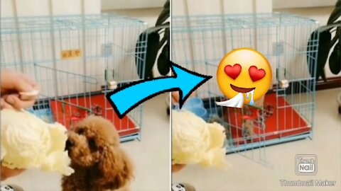 This puppy has more tantrum than girls i can bet 😂 Super Cute Expression by small puppy 😍