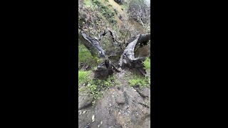 Tree Split in 2 @ Little Yosemite